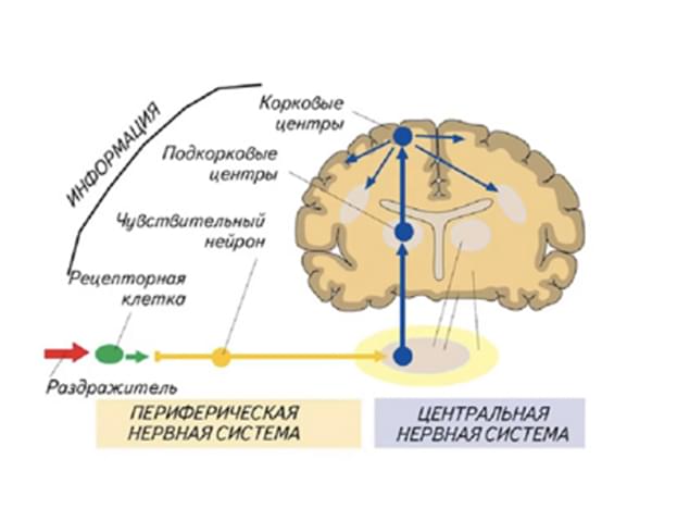 Неинтегрированные рефлексы. Их роль в сенсомоторном развитии детей