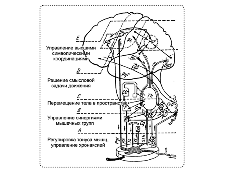 Особенности развития сенсомоторной сферы_800х600_2.jpg